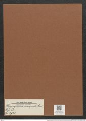 Plagiogramma inqequale Grev. (de-Toni-Nr.: Genus 83, Species 2921) Zeichnungen Sammlung Grunow Mappe 03091 (Herbarium_W_Grunow_drawings_Folder_03091)